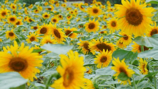 成都双流晚上适合拍照打卡的地方,成都周末打卡推荐双流