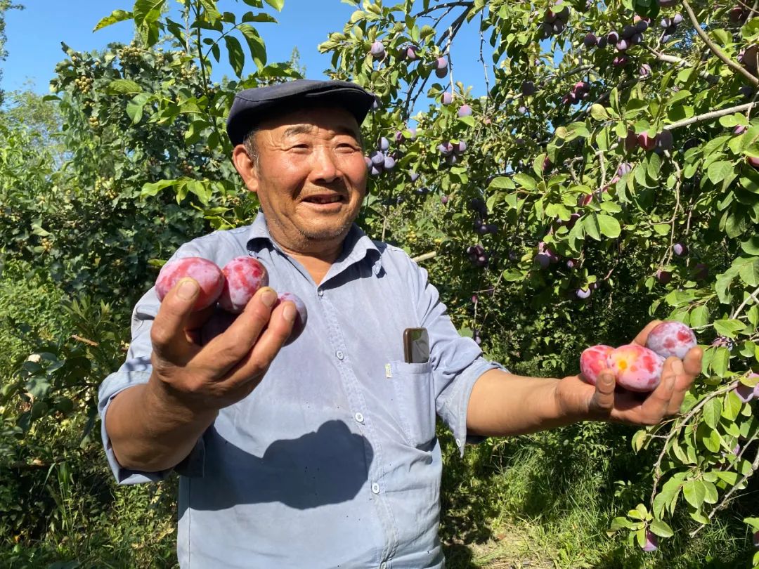 【走向我们的小康生活】小小西梅园铺就致富路