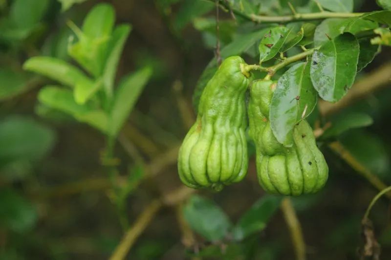 曲径通幽绿树环绕鸟语花香,曲径通幽空气清新