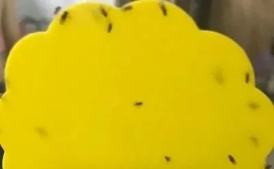 家里有小飞虫是什么原因引起的,家里有小飞虫怎么预防