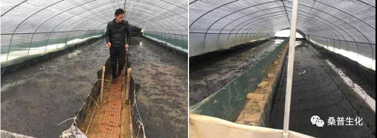 规模化养殖牛蛙技术方案,水泥池养殖牛蛙技术视频