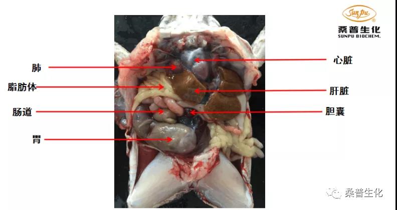 规模化养殖牛蛙技术方案,水泥池养殖牛蛙技术视频