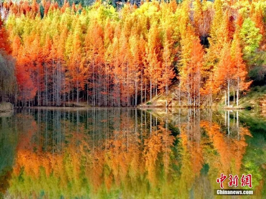 今日白露完整版歌,今日白露美句美文