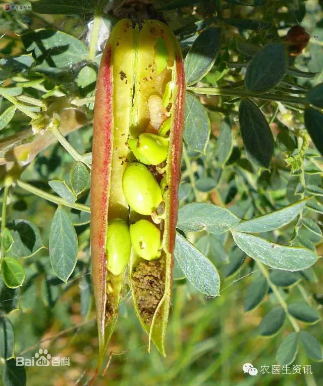 蔬菜害虫图谱,蔬菜害虫100种图谱