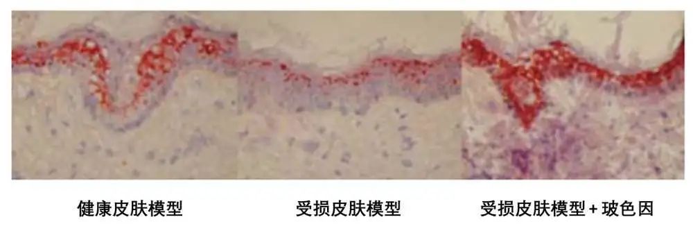 小茂面霜哪个好用,小茂推荐的护肤品