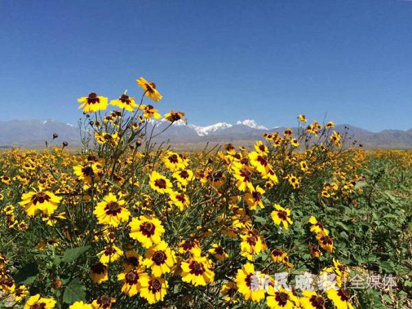 昆仑雪菊新疆雪菊,新疆昆仑山野雪菊