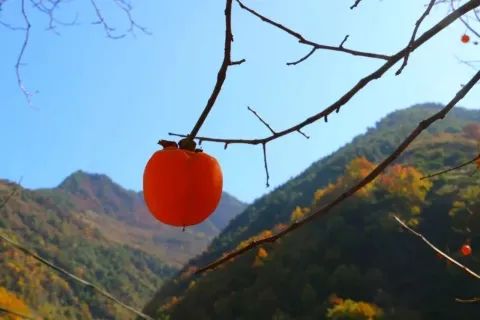 武都旅游景点大全,武都旅游线路