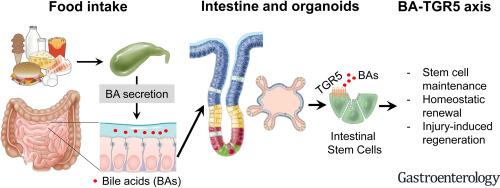胆汁酸在肠道中的生理意义,胆汁酸能促进肠道再生吗