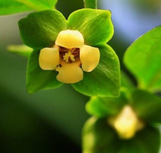 伊善秀柿柿如意,柿柿如意库迪瑞幸