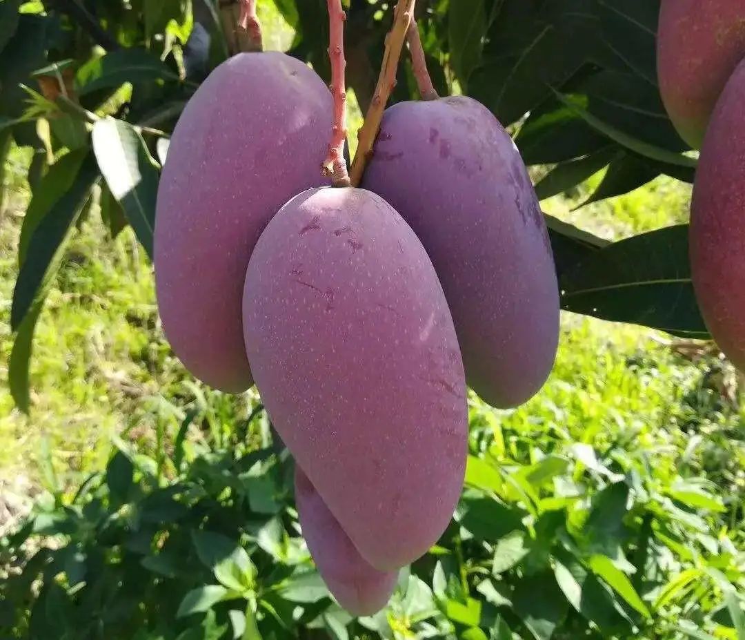 收藏！四川十二月月月hei惊艳