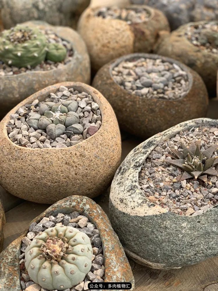 浠庝簯鍗楄繃鏉ュ箍涓滅殑澶氳倝,閬囪澶氳倝鎰熸仼鐢熷懡涓墍鏈夌殑鐩歌瘑