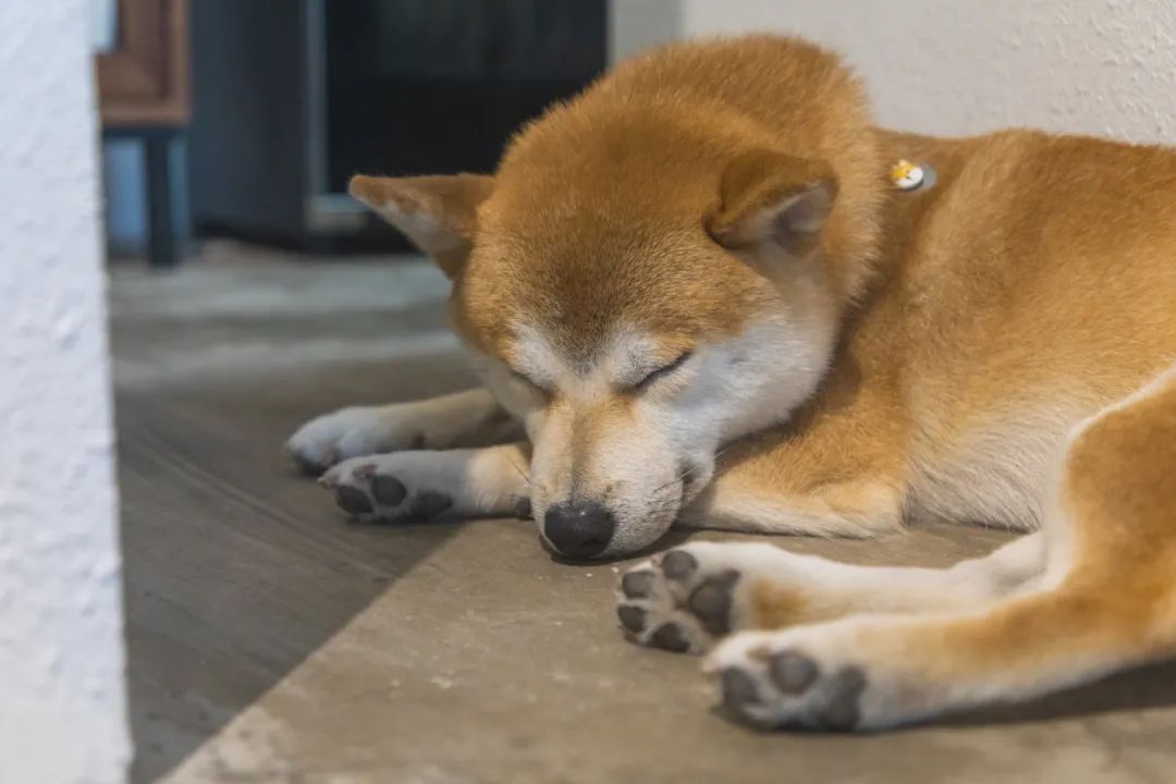 滨江西的新晋甜品店，一对情侣、两只柴犬守护着，超有爱