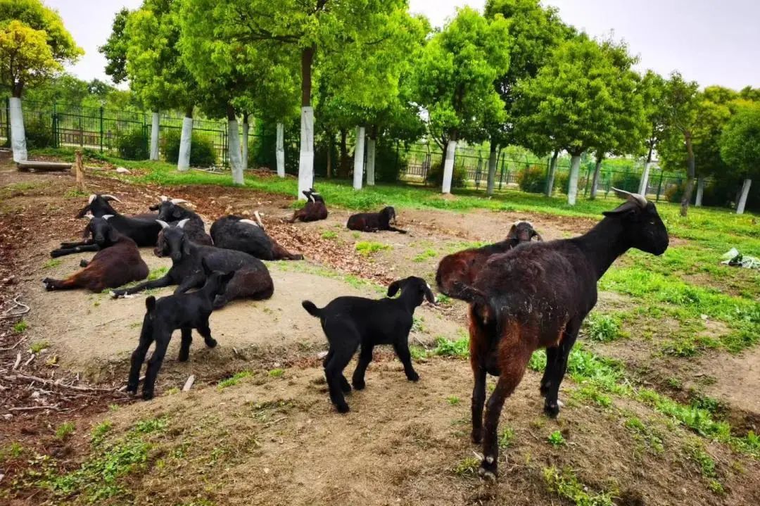 孙俪周冬雨angelababy,孙俪angelababy邓超