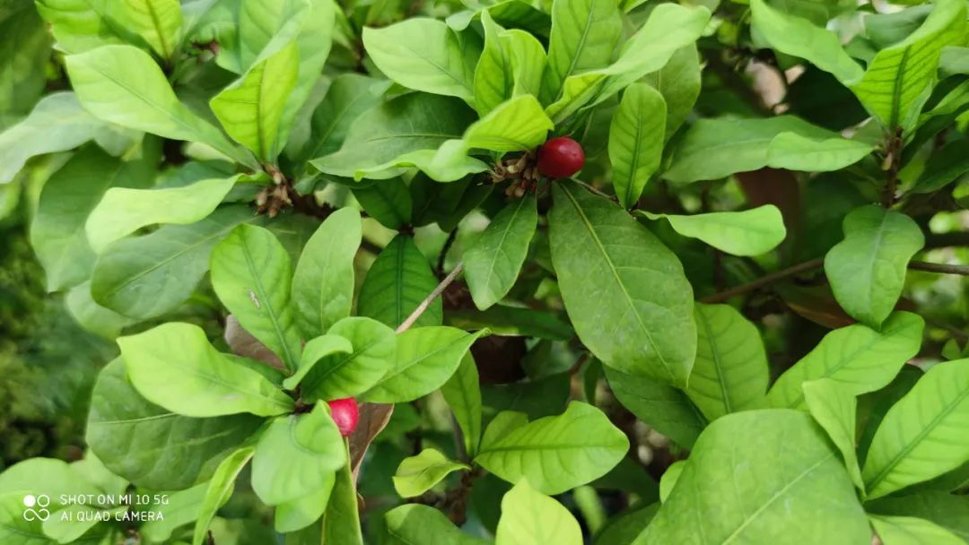 柠檬不一定是酸的,柠檬不只是酸