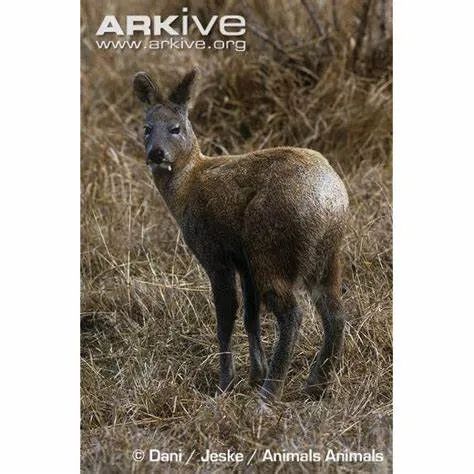 非法野生动物判刑数罪并罚,非法经营野生动物案处决