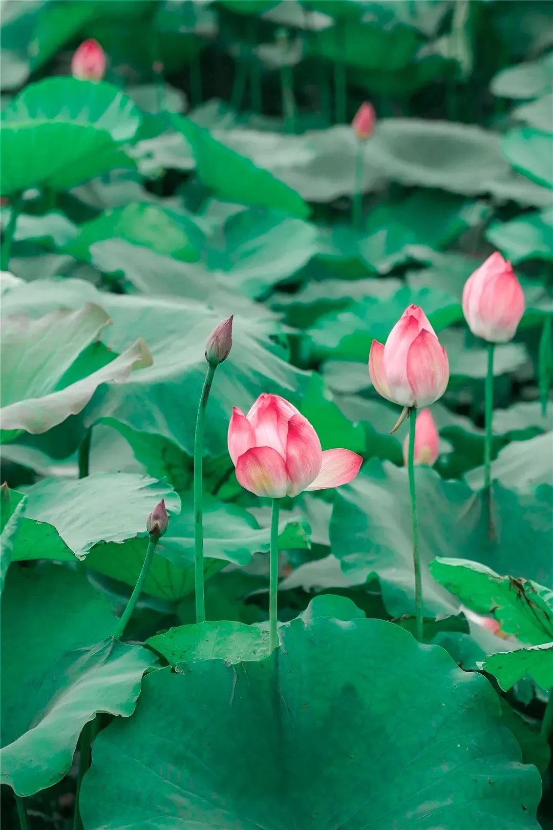 嘘！青白江名媛群邀你进群！让你轻松在朋友圈c位出道