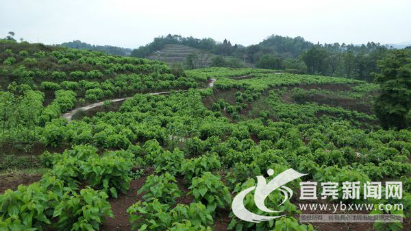 宜宾市叙州区区委书记刘海昌,宜宾叙州区刘海昌