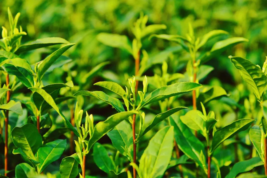 浙江有个湖州市吗,浙江是不是有一个地方叫湖州市