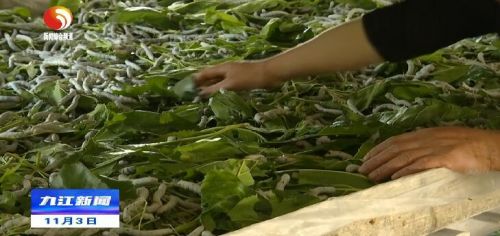 修水马坳,江西省修水县马坳