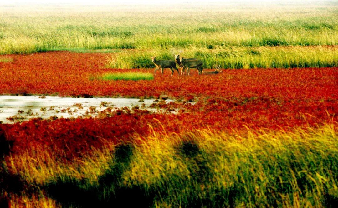 盐城发色,盐城代表颜色