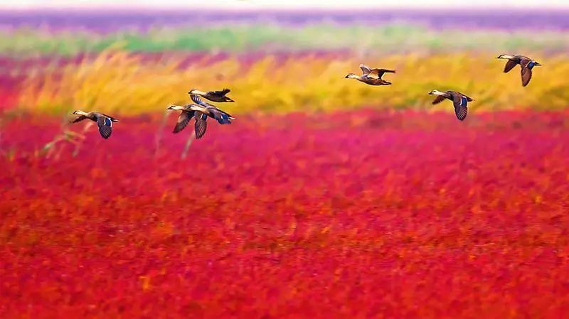 盐城发色,盐城代表颜色