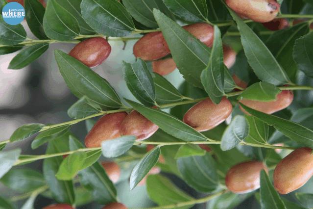 【双语听读】Xinzhengredjujubes新郑红枣