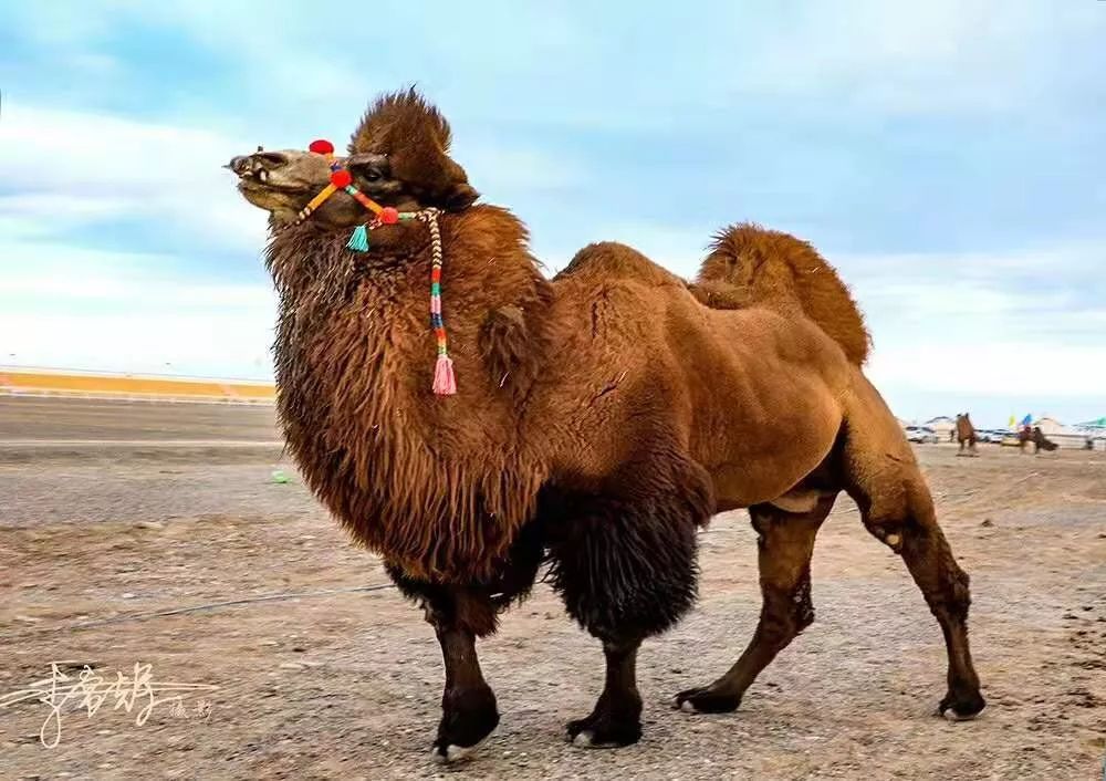 额济纳旗骆驼节,额济纳旗第三届骆驼那达慕