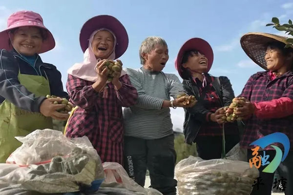 产业兴旺领航乡村振兴——平塘县特色农业产业发展综述