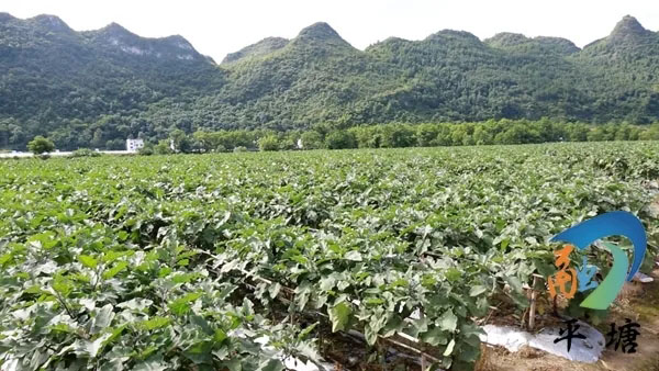 产业兴旺领航乡村振兴——平塘县特色农业产业发展综述