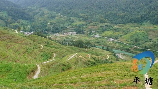 产业兴旺领航乡村振兴——平塘县特色农业产业发展综述