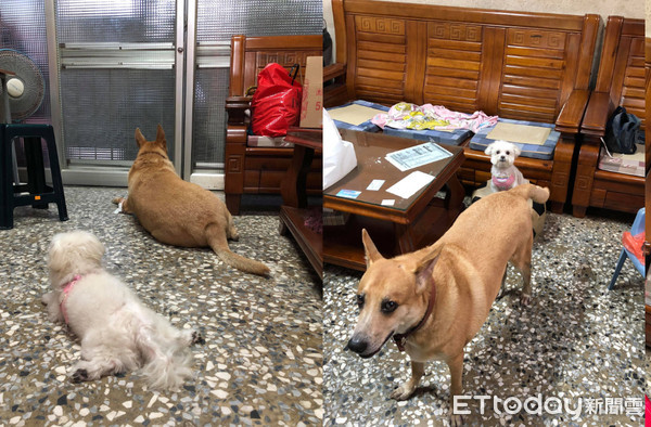 狗窝腿中享受「谜之抓抓」！表情爽到*天升**　网笑惨：阿嬷是*江老**湖