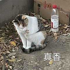 “天猫”来了？天大的猫猫们有自己的表情包啦！点击*载下**