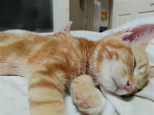 诺基亚手机最新款5g,诺基亚8.35g测评