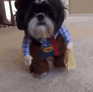 狗狗穿衣禁忌,狗狗穿衣