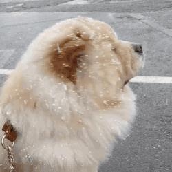 狗狗穿衣禁忌,狗狗穿衣