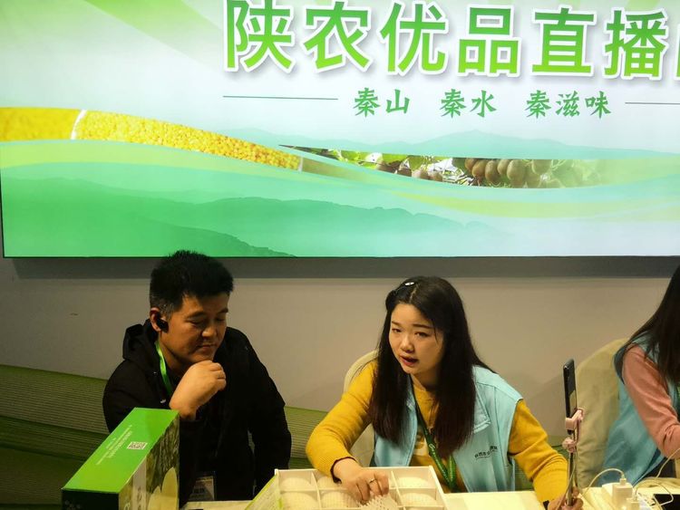 礼泉小河御梨最新消息,陕西礼泉苹果