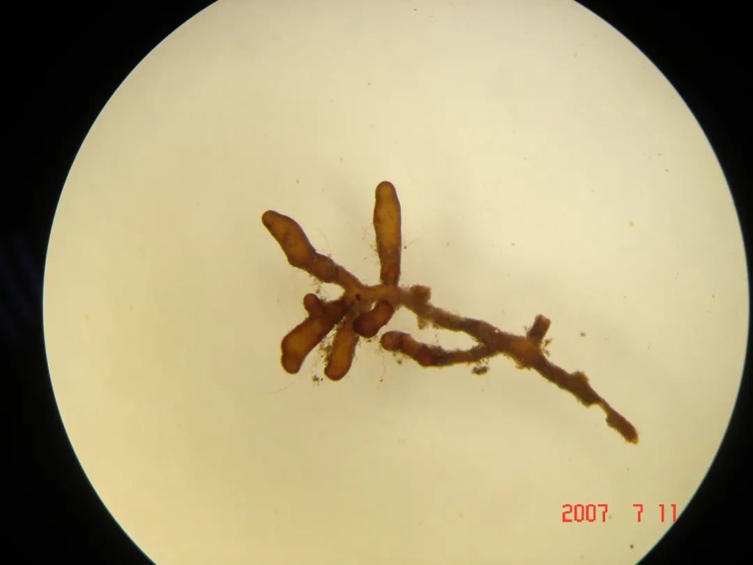 根瘤菌和菌根菌的区别,菌根指的是什么