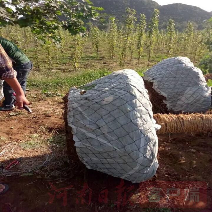 包树网是什么,淮滨包树网是什么