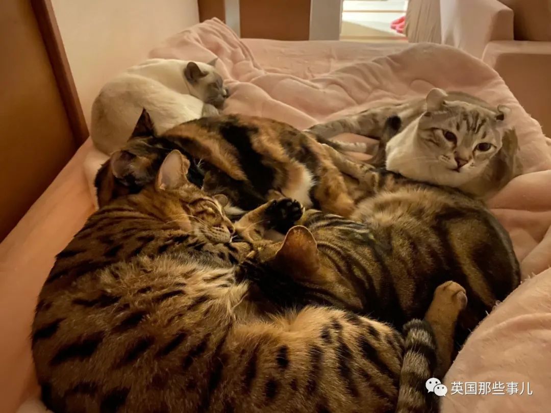 多猫家庭猫咪也会尿闭吗,多猫家庭为什么不能洗澡