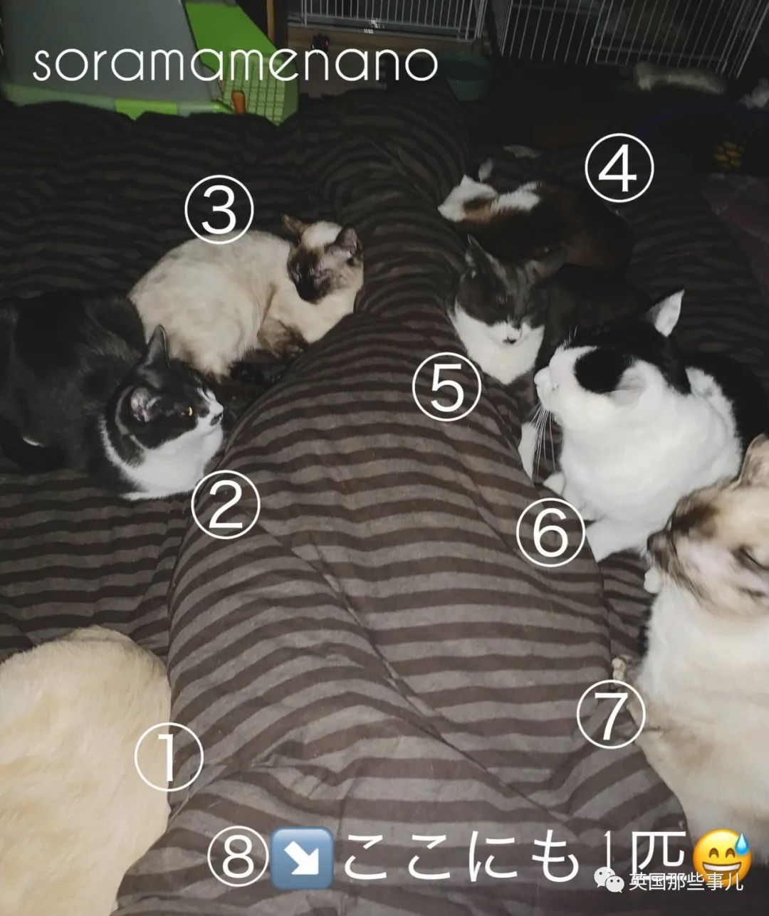 多猫家庭猫咪也会尿闭吗,多猫家庭为什么不能洗澡