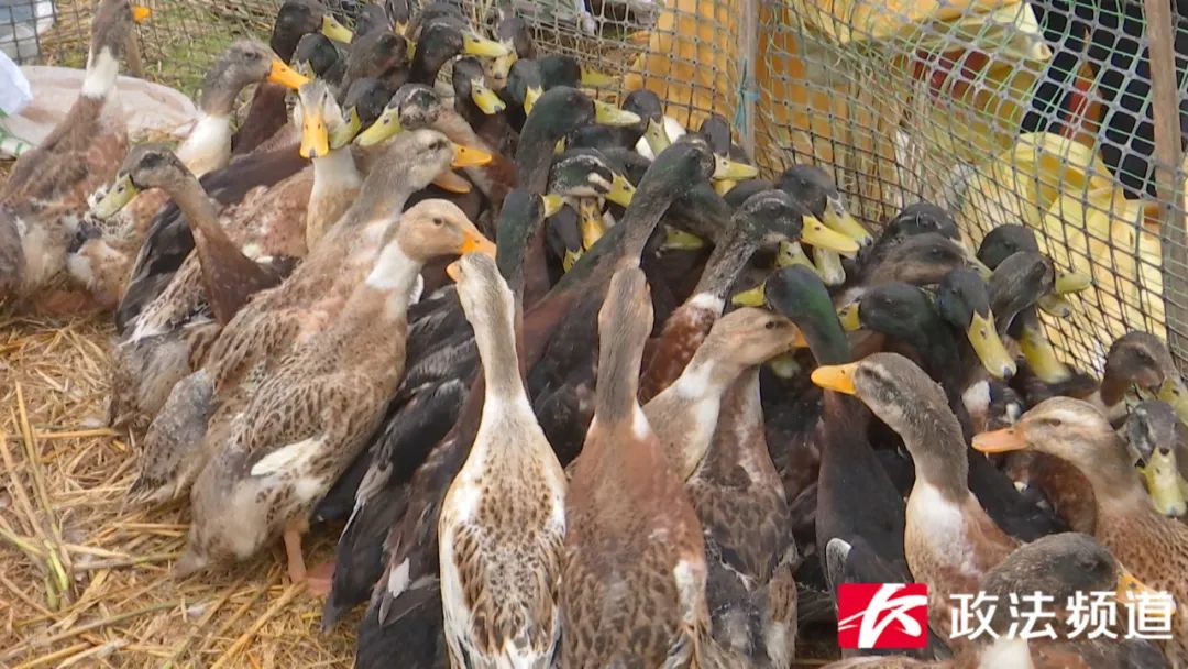 湖南买鸭,长沙买鸭