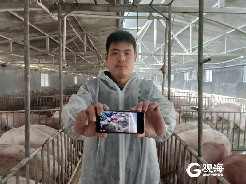你“云养猪”过没？青岛90后开创“代养生猪”新模式，每斤比市场便宜10元