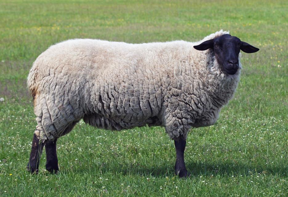 新疆玛纳斯萨福克羊,玛纳斯萨福克羊基地