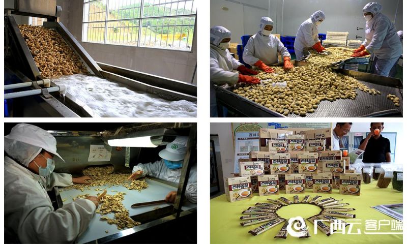 西林火姜种植基地,33万亩辣椒助农增收