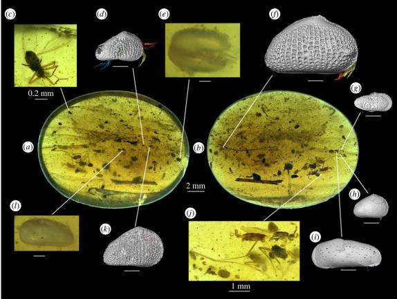 科学家发现上亿年前的信号,科学家发现精子质量
