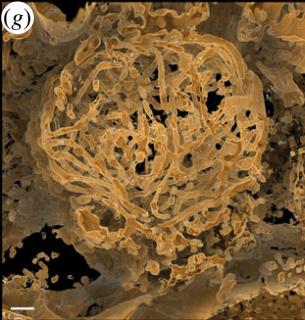 科学家发现上亿年前的信号,科学家发现精子质量