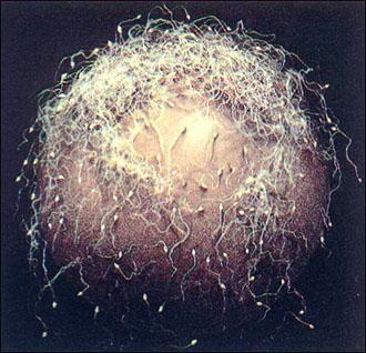 科学家发现上亿年前的信号,科学家发现精子质量