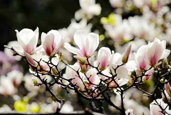 昆明春城风光秀,昆明春城秀小视频