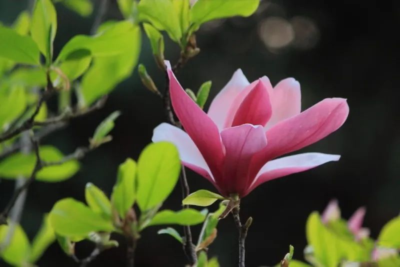 昆明春城风光秀,昆明春城秀小视频