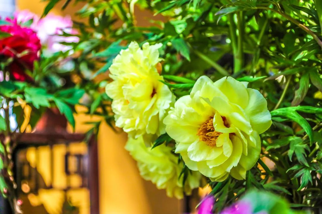 昆明春城风光秀,昆明春城秀小视频